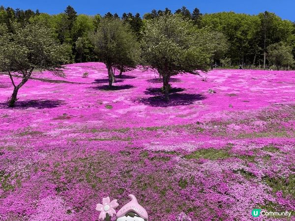 北海道到了賞花季節，鬱金香公園及芝櫻公園，就算路途遙遠都好值...