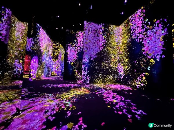 Team Lab 在世界不同的地方都要做展覽，我之前在日本台...