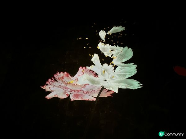 Team Lab 在世界不同的地方都要做展覽，我之前在日本台...