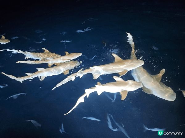 Lilybeach Resort in Maldives 😍...