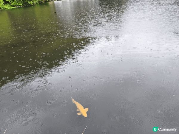 由布院金鱗湖清晨美景, 因為這個湖的湖水溫度全年皆高, 形成...