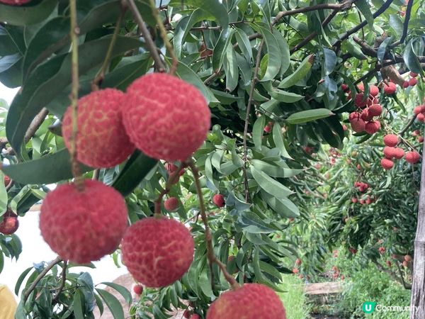 夏天，是荔枝的當灶季節，一棵荔枝樹已長滿粒粒荔枝，一排荔枝樹...