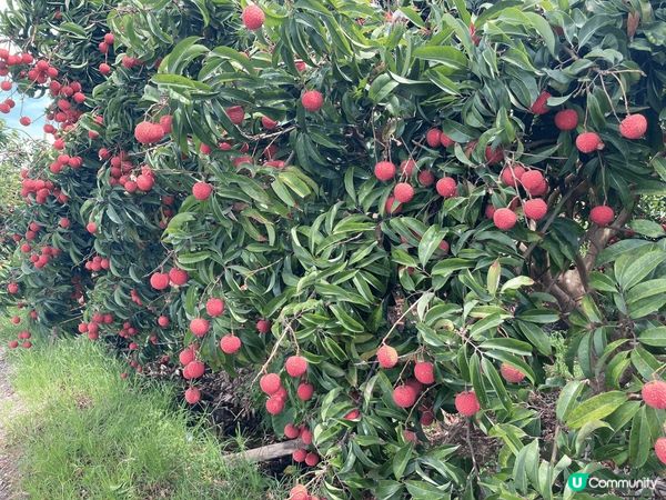 夏天，是荔枝的當灶季節，一棵荔枝樹已長滿粒粒荔枝，一排荔枝樹...