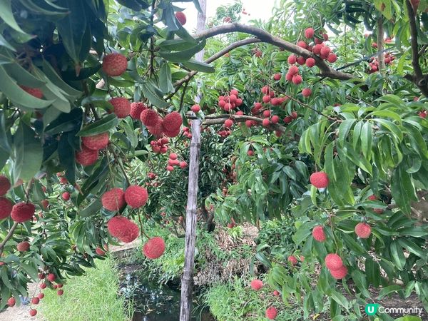 夏天，是荔枝的當灶季節，一棵荔枝樹已長滿粒粒荔枝，一排荔枝樹...
