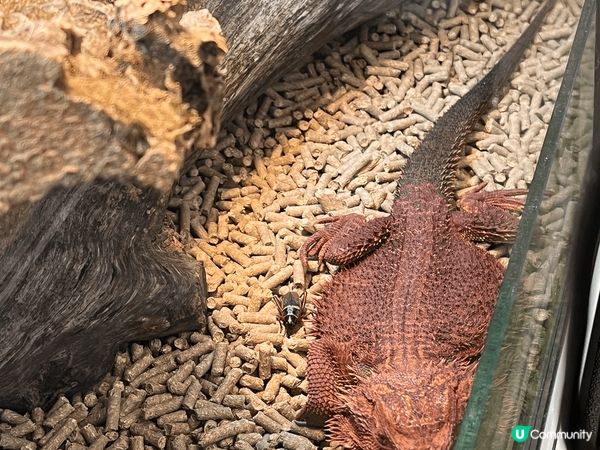 合和商場異寵展！🐢🦎 暑假必去！