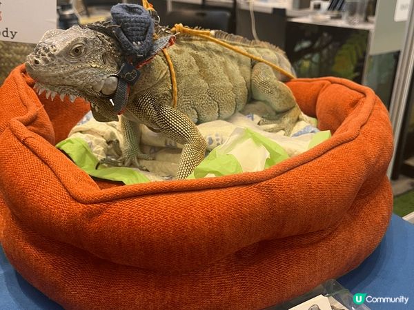 合和商場異寵展！🐢🦎 暑假必去！