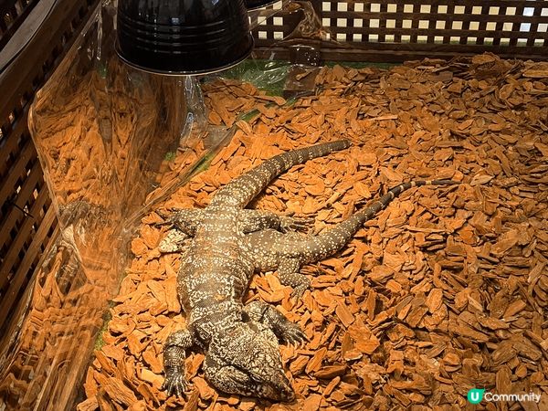 合和商場異寵展！🐢🦎 暑假必去！