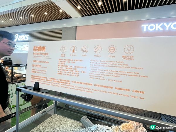 合和商場異寵展！🐢🦎 暑假必去！