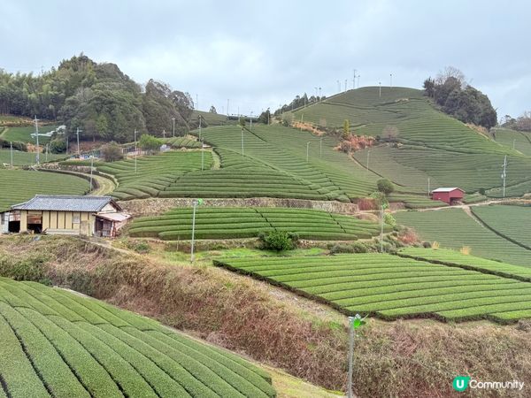 京都石寺の茶畑 Dan Dan Cafe