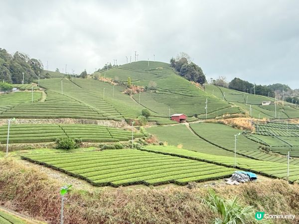 京都石寺の茶畑 Dan Dan Cafe