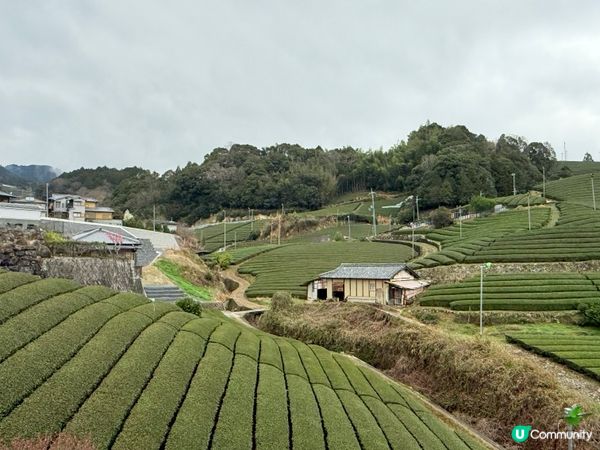 京都石寺の茶畑 Dan Dan Cafe