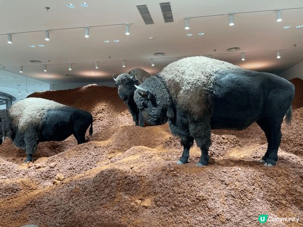 上星期去探圳 HAUS NOWHERE真的很大，很多野買，設...