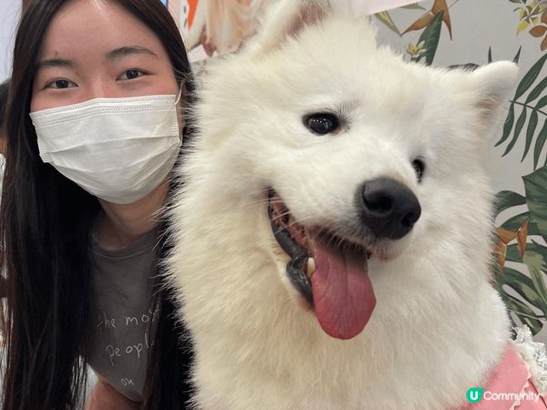 這間猫狗Cafe很大，分開兩層，一層猫一層狗，牠們很乾淨很親...