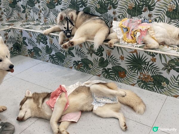 這間猫狗Cafe很大，分開兩層，一層猫一層狗，牠們很乾淨很親...