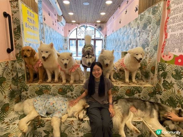 這間猫狗Cafe很大，分開兩層，一層猫一層狗，牠們很乾淨很親...