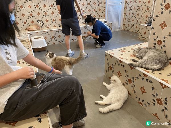 這間猫狗Cafe很大，分開兩層，一層猫一層狗，牠們很乾淨很親...
