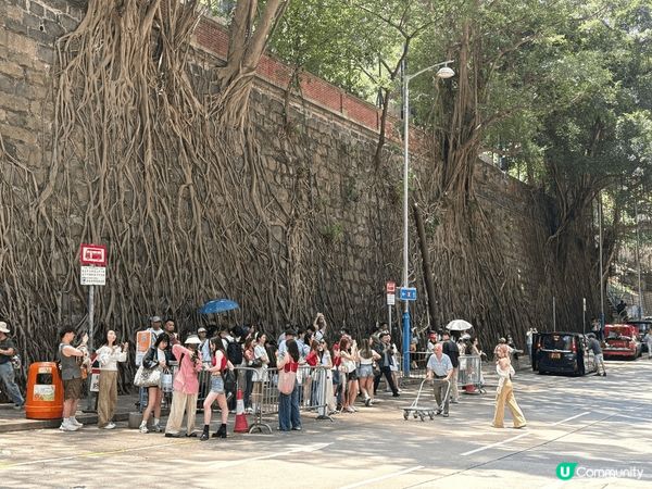 堅尼地城科士街石牆樹群真係值得去打卡，免費之餘咁大幅香港真係...
