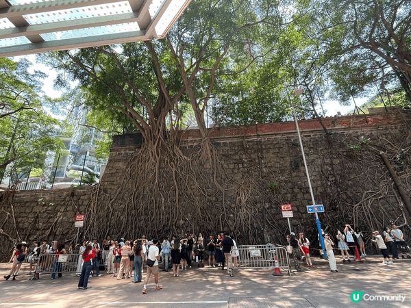 堅尼地城科士街石牆樹群真係值得去打卡，免費之餘咁大幅香港真係...