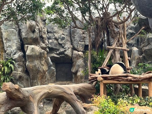 唔通連熊貓都唔鍾意我？