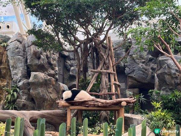 唔通連熊貓都唔鍾意我？