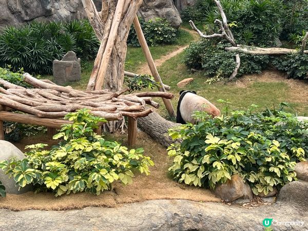 唔通連熊貓都唔鍾意我？