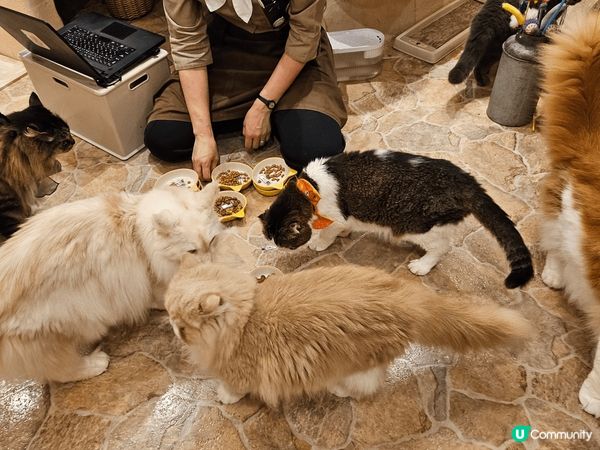 東京吉祥寺貓cafe之旅cafe好大有三層有好多好多貓貓謝謝...