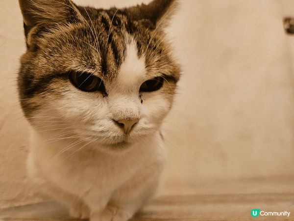 東京吉祥寺貓cafe之旅cafe好大有三層有好多好多貓貓謝謝...