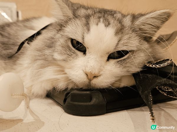 東京吉祥寺貓cafe之旅cafe好大有三層有好多好多貓貓謝謝...