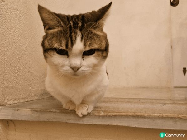 東京吉祥寺貓cafe之旅cafe好大有三層有好多好多貓貓謝謝...