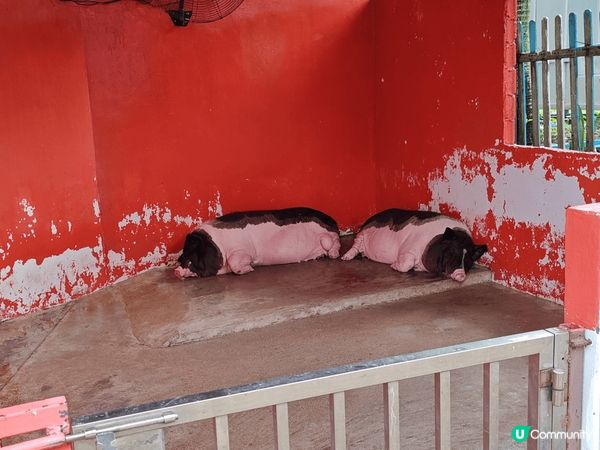 在八鄉一個叫小白兔的農莊。很適合作親子旅遊活動。有動物。有草...