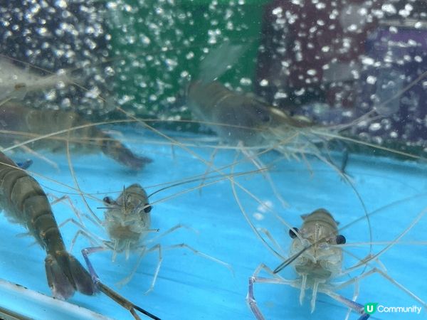 嘩！生猛大蝦呀！嘩！新鮮帶子呀！岩岩考完試，當然要擦餐勁啦！...