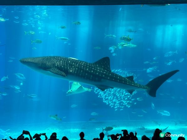 水族館對出嘅海比水族館更吸引⁉️🤩🏖️