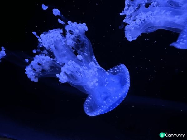 最緊要好玩！除了遊客連香港人都愛的景點一定 係海洋公園。又有...