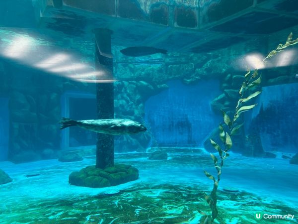 最緊要好玩！除了遊客連香港人都愛的景點一定 係海洋公園。又有...