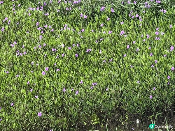 話說我係洞庭湖玩過呢架電動車對佢實在念念不忙