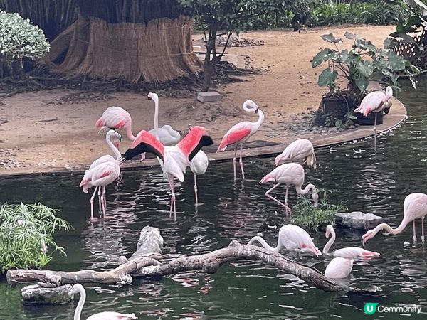 不用返國內，亦無需到外國，香港的九龍公園已經有非常好的景點！...
