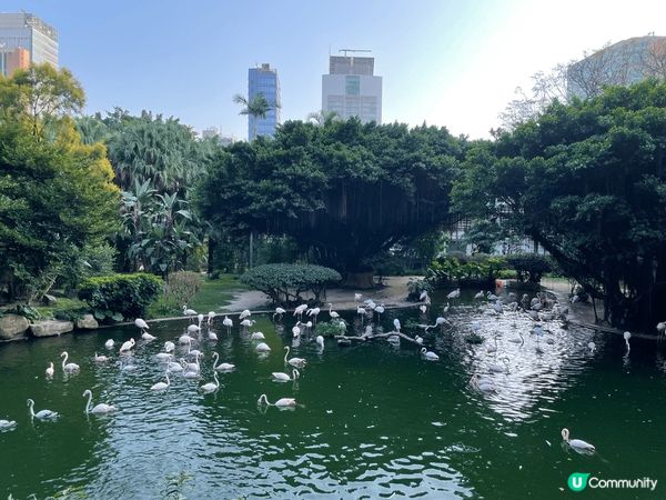 不用返國內，亦無需到外國，香港的九龍公園已經有非常好的景點！...