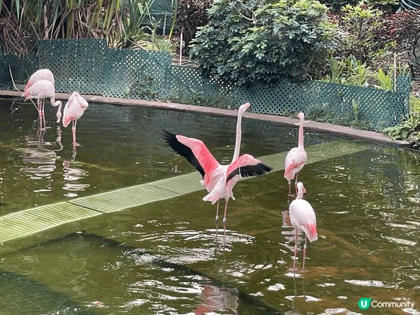 不用返國內，亦無需到外國，香港的九龍公園已經有非常好的景點！...