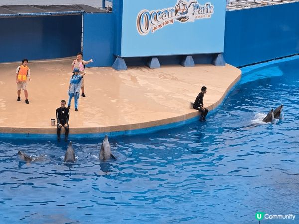 海洋公園的海洋劇場給人一種既震撼又溫馨的感受。劇場內的海豚和...