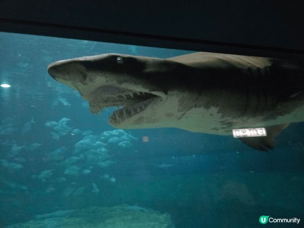 海洋公園的海洋劇場給人一種既震撼又溫馨的感受。劇場內的海豚和...