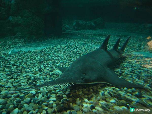 海洋公園的海洋劇場給人一種既震撼又溫馨的感受。劇場內的海豚和...