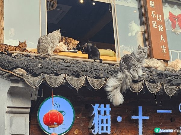 此地方是中國蘇州 貓cafe， 佢同香港唔同嘅就係佢啲貓係 ...