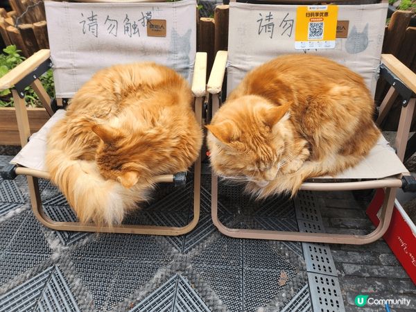此地方是中國蘇州 貓cafe， 佢同香港唔同嘅就係佢啲貓係 ...