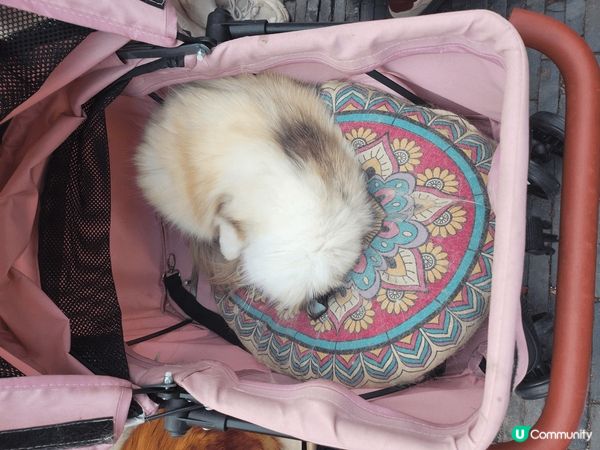 此地方是中國蘇州 貓cafe， 佢同香港唔同嘅就係佢啲貓係 ...