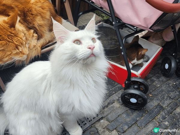 此地方是中國蘇州 貓cafe， 佢同香港唔同嘅就係佢啲貓係 ...