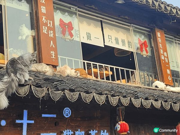 此地方是中國蘇州 貓cafe， 佢同香港唔同嘅就係佢啲貓係 ...