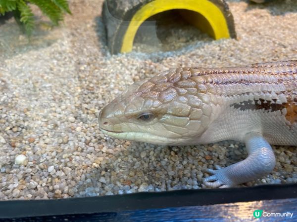 屯門公園爬蟲館，親子生態遊🤩！