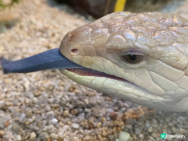 屯門公園爬蟲館，親子生態遊🤩！