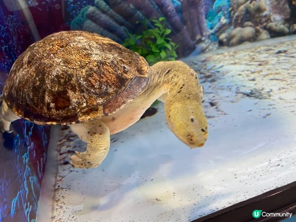 屯門公園爬蟲館，親子生態遊🤩！