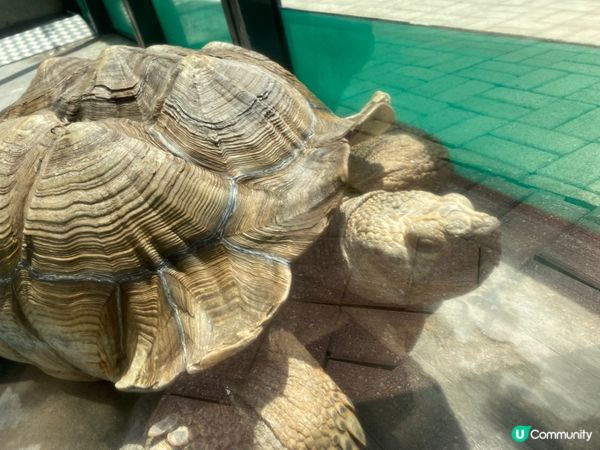 屯門公園爬蟲館，親子生態遊🤩！